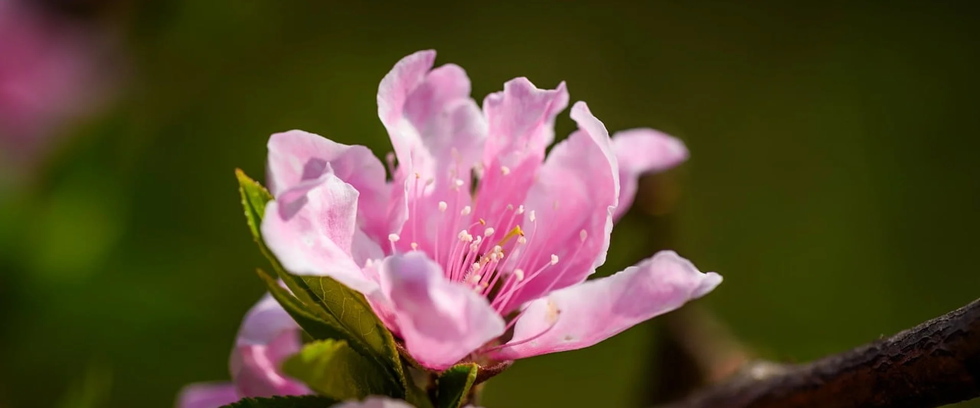 捕鱼游戏PG电子